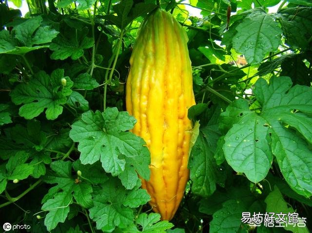菜园子里的苦瓜为啥长着长着突然黄了、红了?