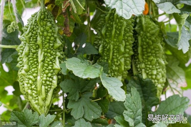 菜园子里的苦瓜为啥长着长着突然黄了、红了?