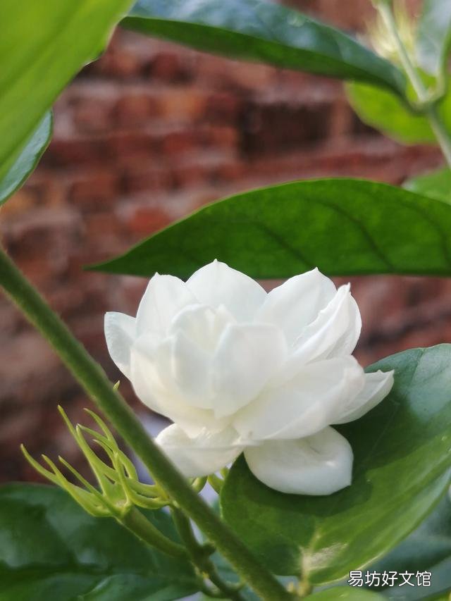 你家里种了什么花草?