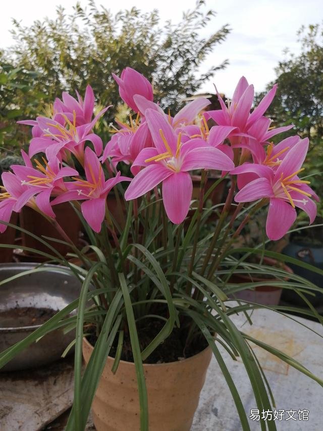 你家里种了什么花草?