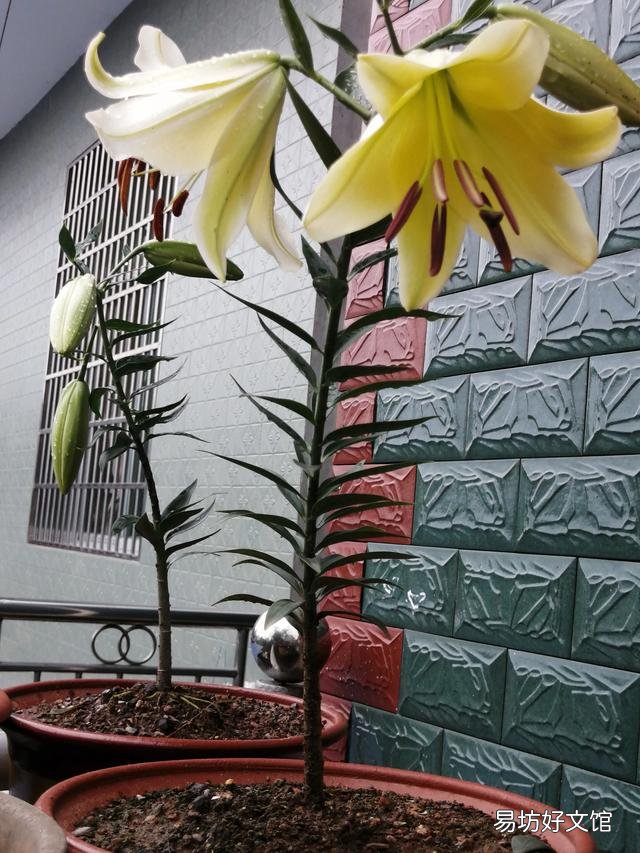 你家里种了什么花草?