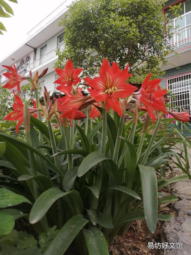 你家里种了什么花草?