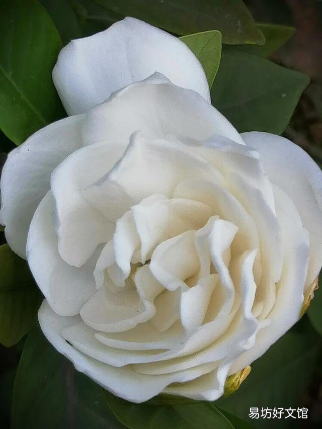 你家里种了什么花草?