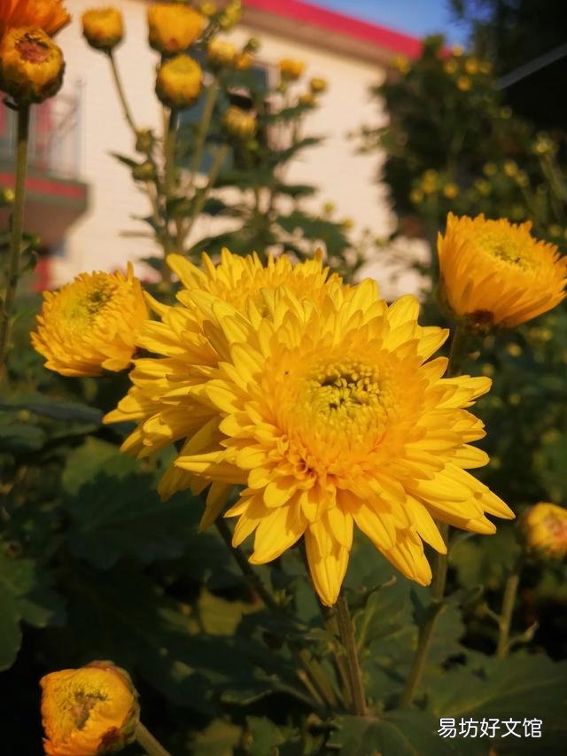 你家里种了什么花草?