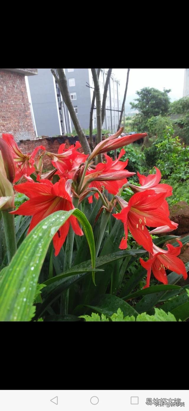 你家里种了什么花草?