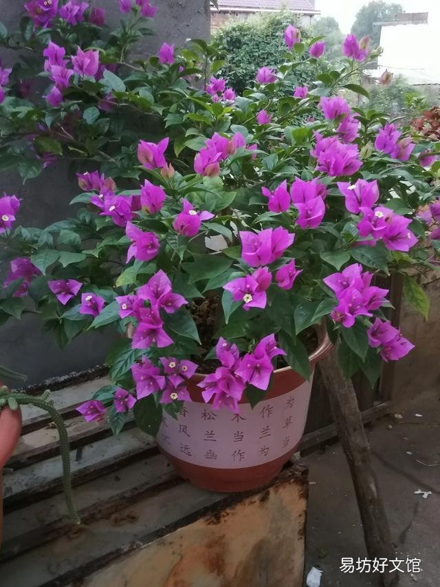 你家里种了什么花草?