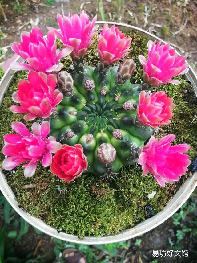你家里种了什么花草?
