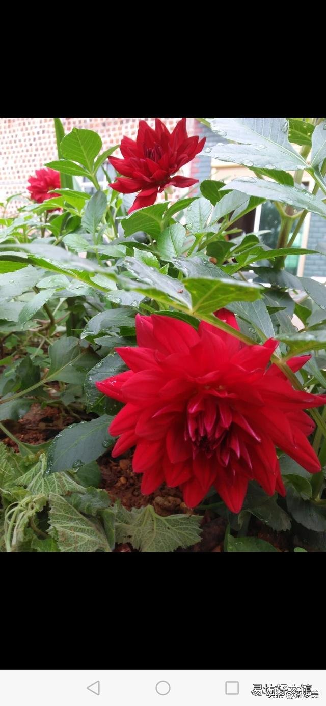 你家里种了什么花草?