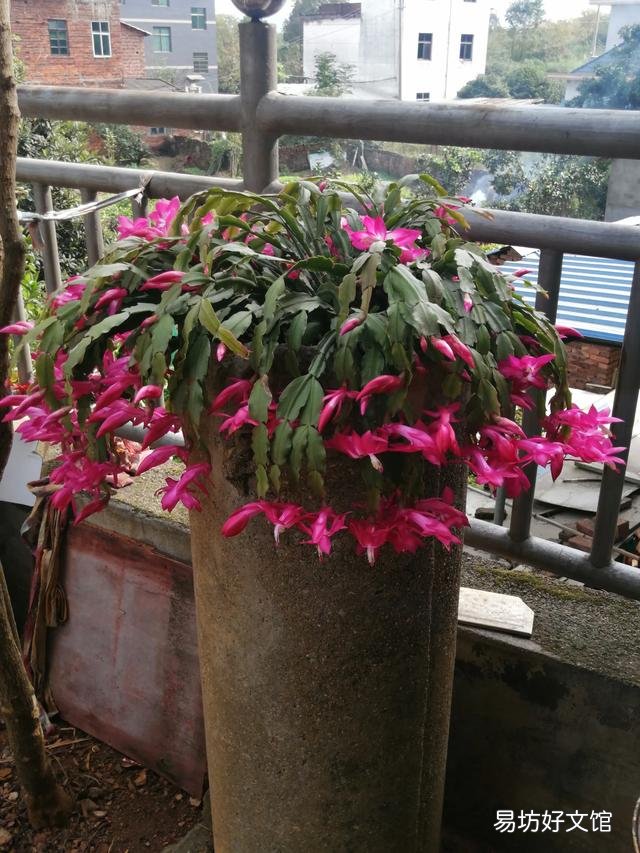 你家里种了什么花草?