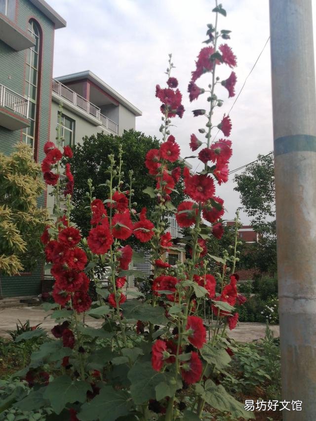 你家里种了什么花草?