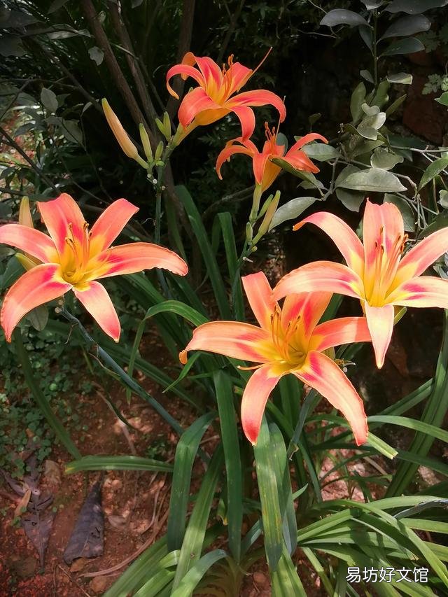 你家里种了什么花草?