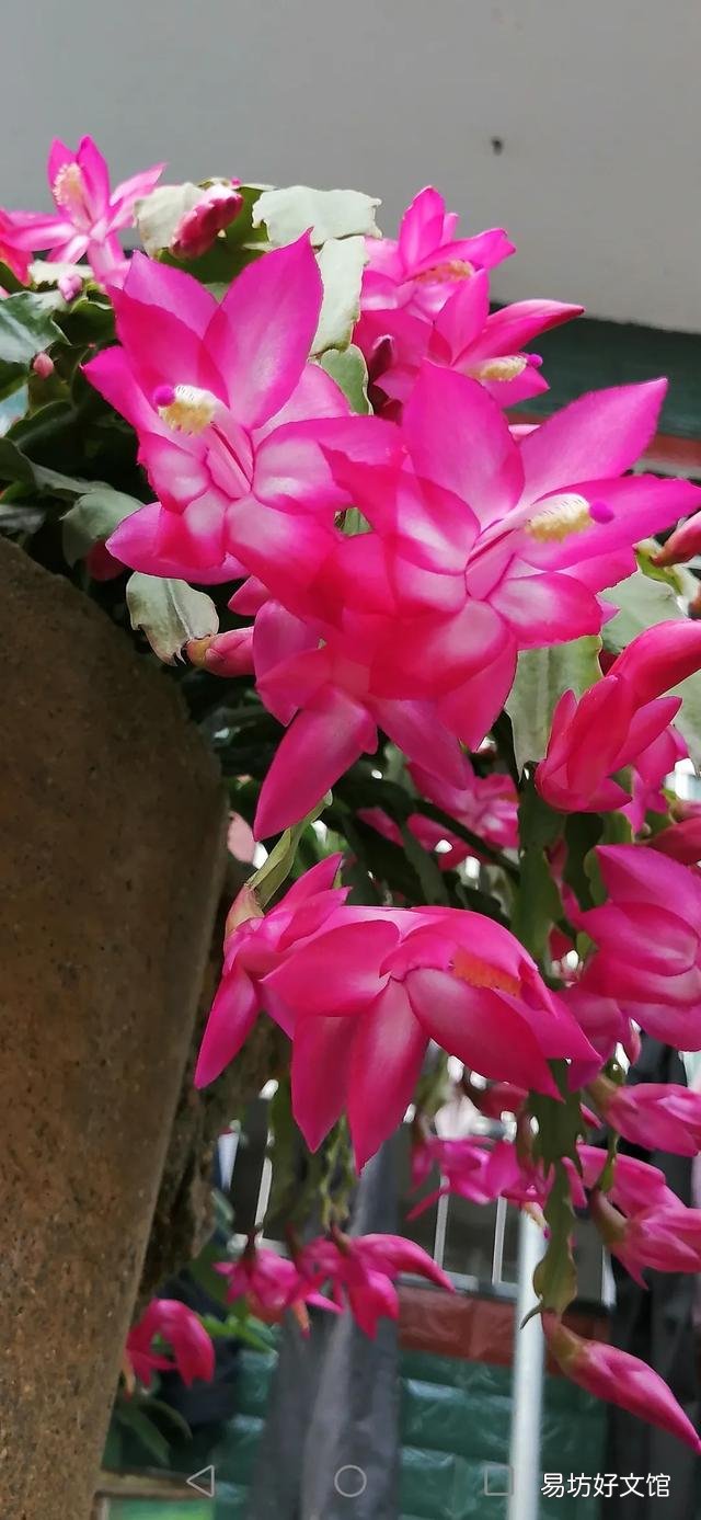 你家里种了什么花草?