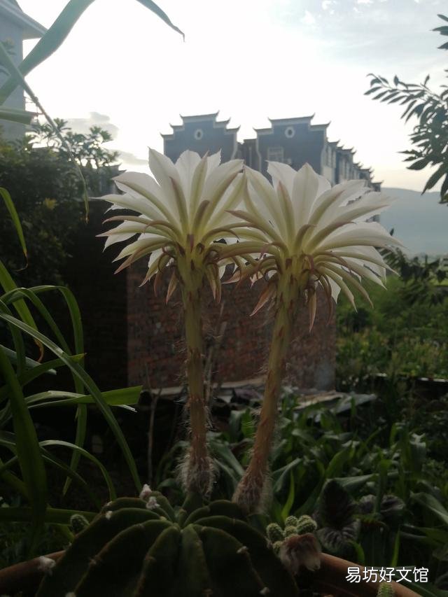 你家里种了什么花草?