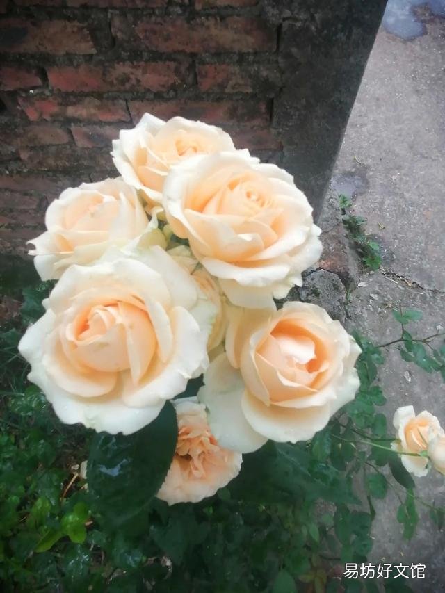 你家里种了什么花草?