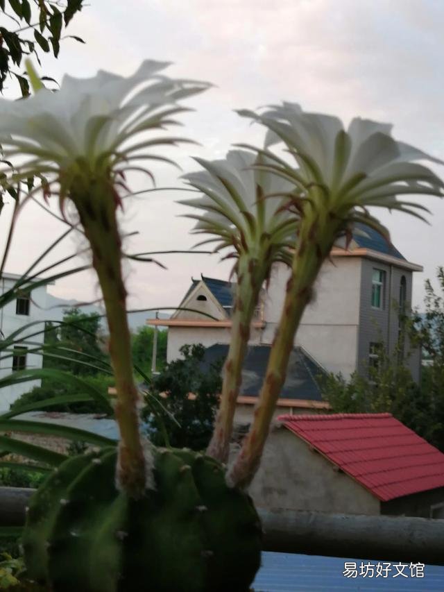 你家里种了什么花草?