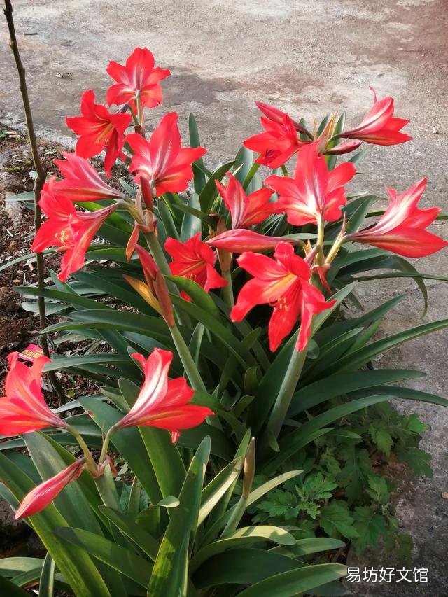 你家里种了什么花草?