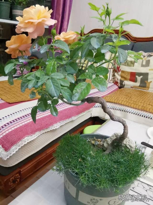 你家里种了什么花草?