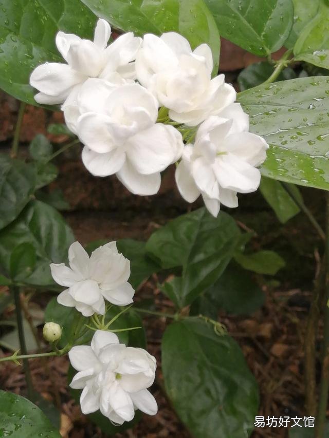 你家里种了什么花草?