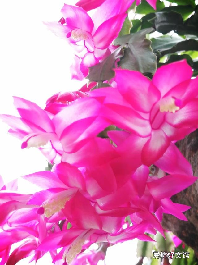 你家里种了什么花草?