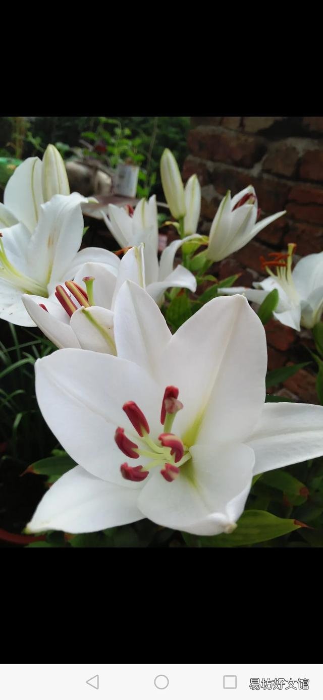 你家里种了什么花草?