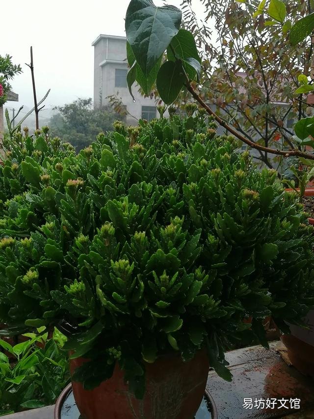 你家里种了什么花草?