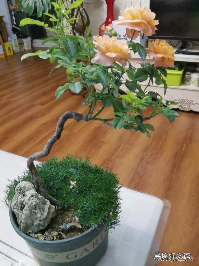 你家里种了什么花草?