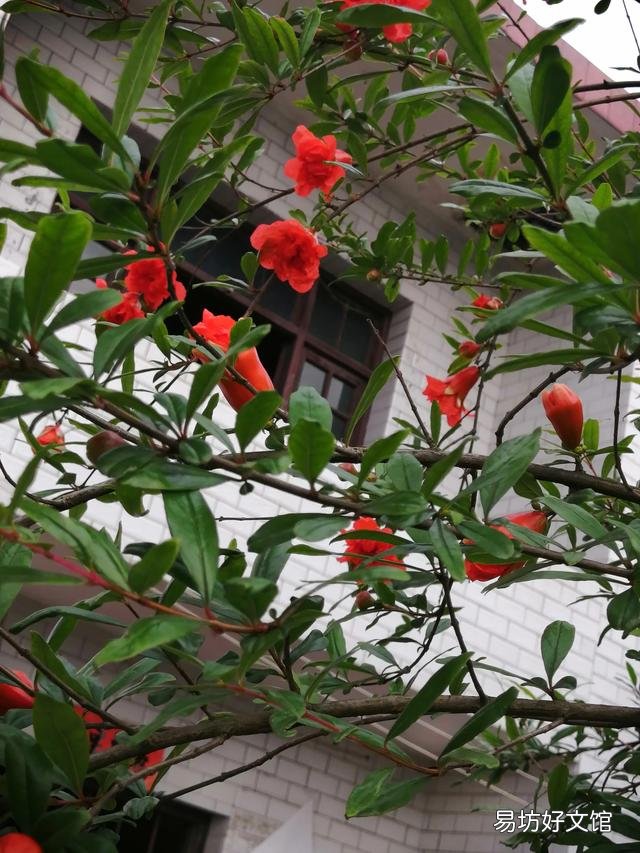 你家里种了什么花草?