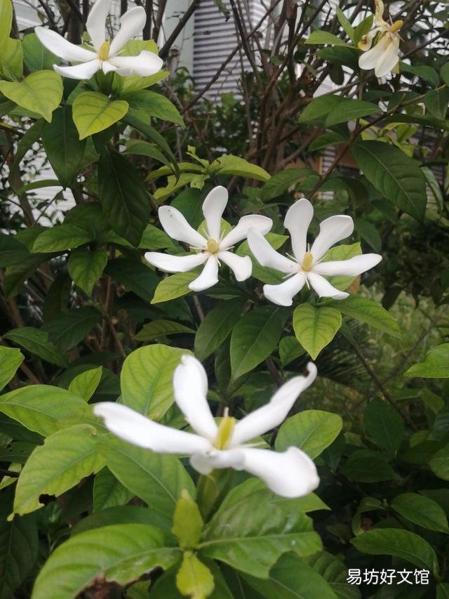 你家里种了什么花草?