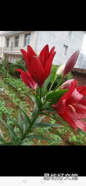 你家里种了什么花草?