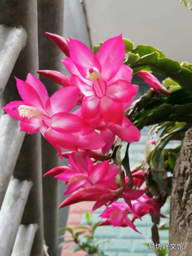 你家里种了什么花草?