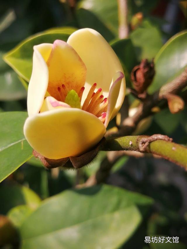 你家里种了什么花草?