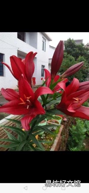 你家里种了什么花草?