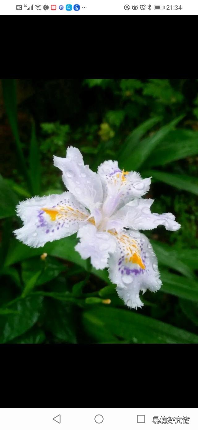 你家里种了什么花草?