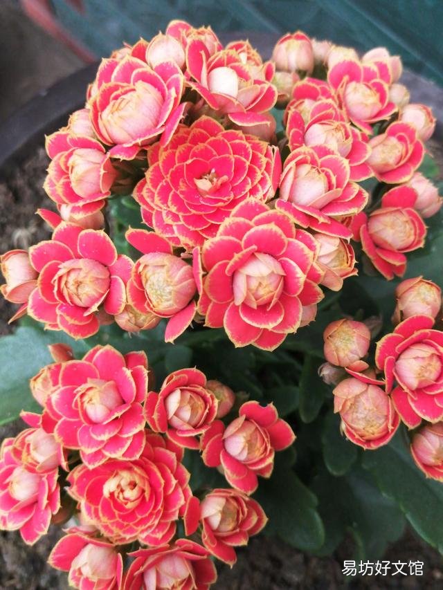 你家里种了什么花草?