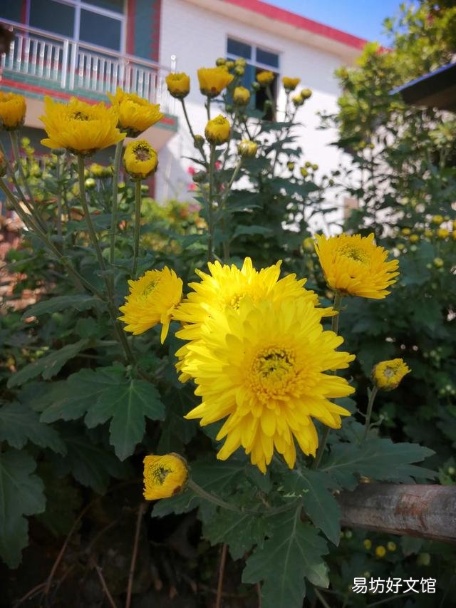 你家里种了什么花草?
