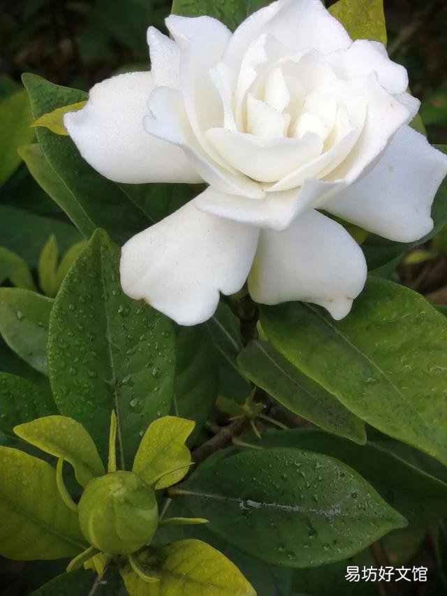 你家里种了什么花草?
