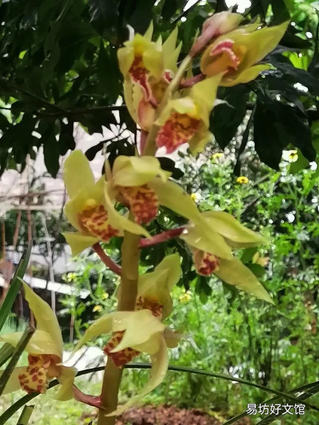 你家里种了什么花草?