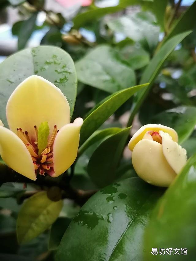你家里种了什么花草?