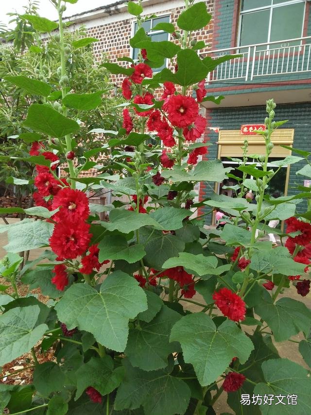 你家里种了什么花草?