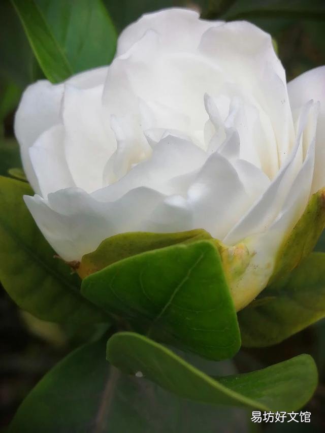 你家里种了什么花草?