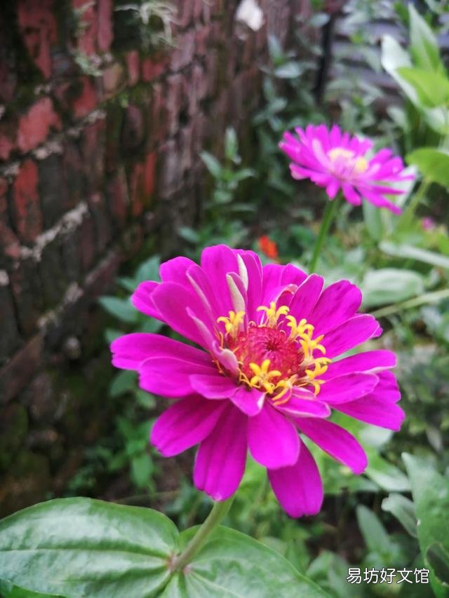 你家里种了什么花草?