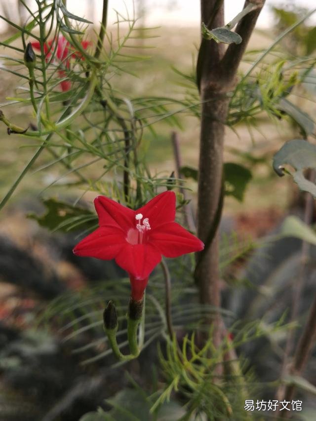 你家里种了什么花草?