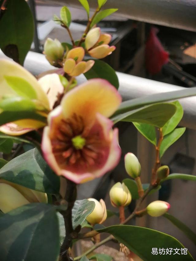 你家里种了什么花草?
