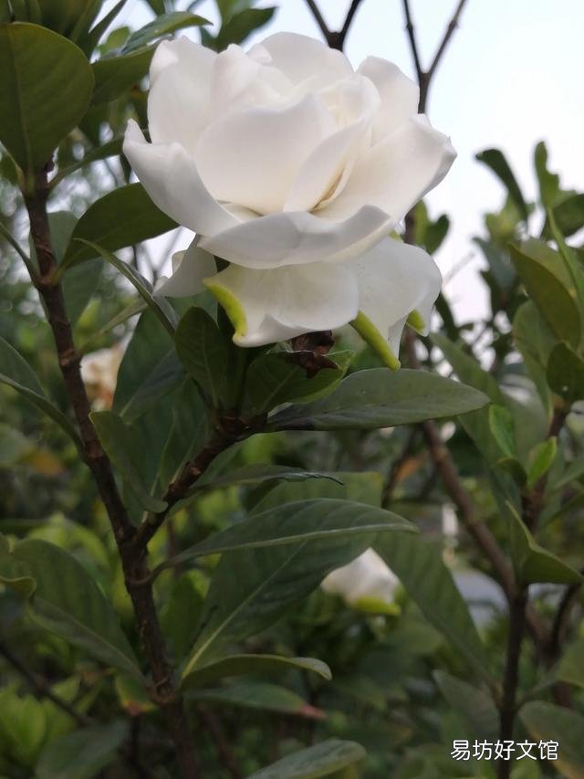 你家里种了什么花草?