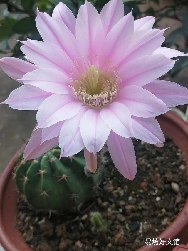 你家里种了什么花草?