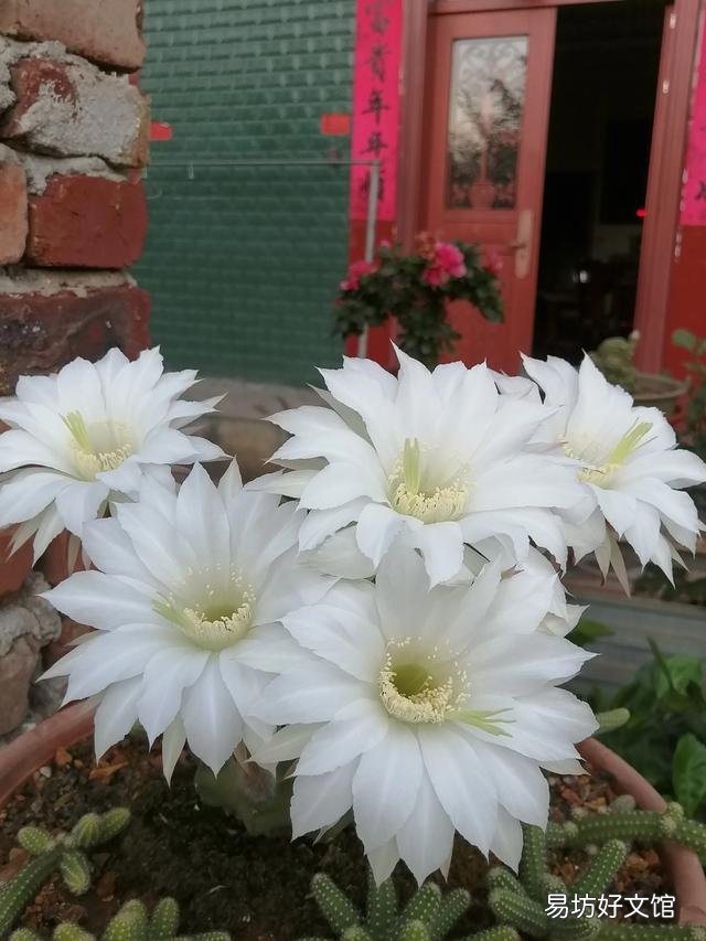 你家里种了什么花草?