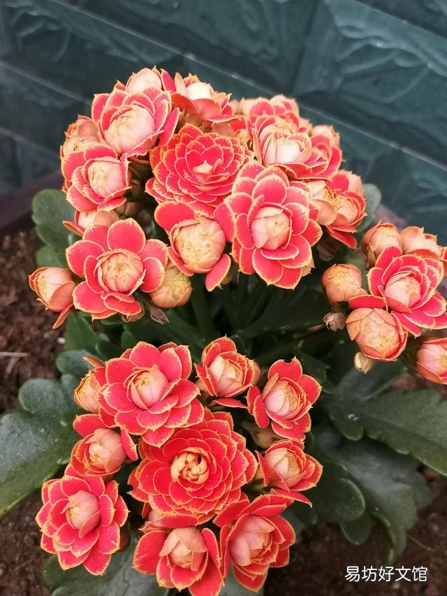 你家里种了什么花草?