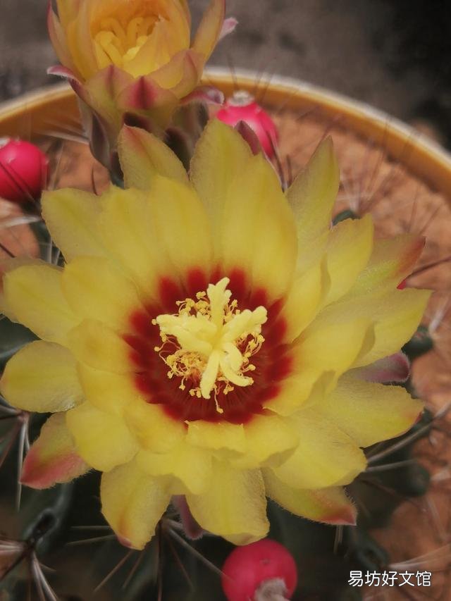 你家里种了什么花草?