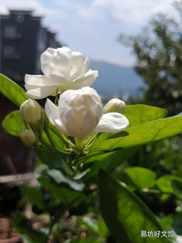 你家里种了什么花草?