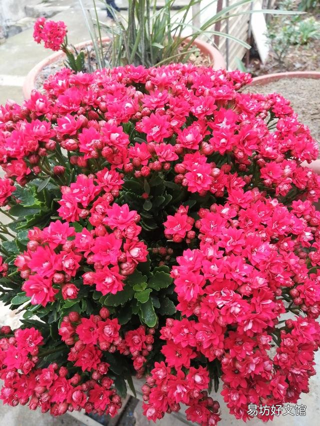 你家里种了什么花草?